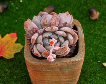 エケベリア オレンジ モンロー - 生きた多肉植物 - Etsy 日本