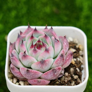 May include: A close-up of a succulent plant in a square white pot. The plant has pale green leaves with pink and dark red tips. The pot sits on a bed of small stones and soil, with a blurred green background.