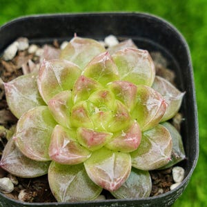 Peut inclure: Gros plan d'une plante succulente dans un pot carré noir. La plante a des feuilles vertes avec des bords rose-rouge. Les feuilles sont disposées en rosette. Le fond est vert flou.