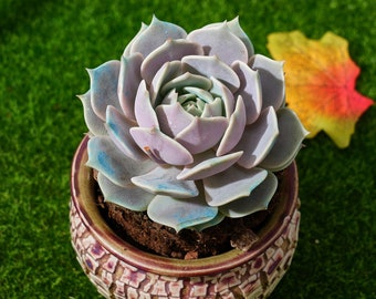 4&#39;&#39; Echeveria &#39;Lola&#39;