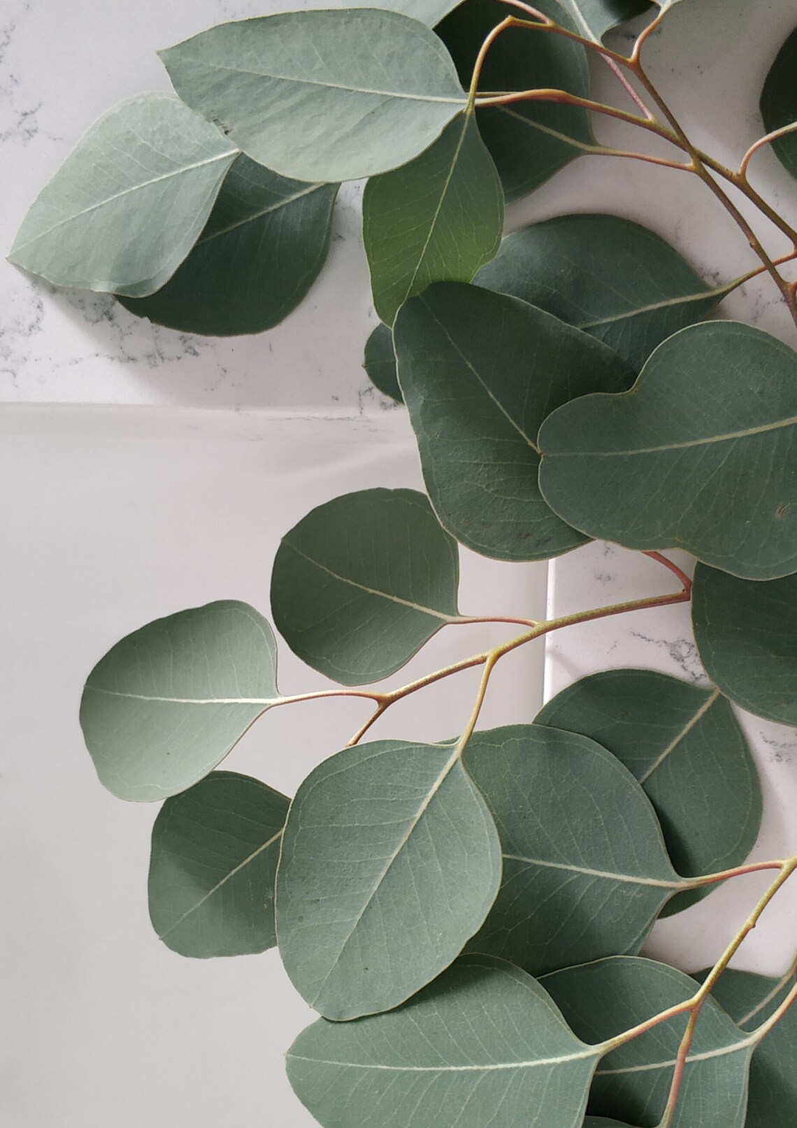 Plant Green Eucalyptus Photo Print Etsy