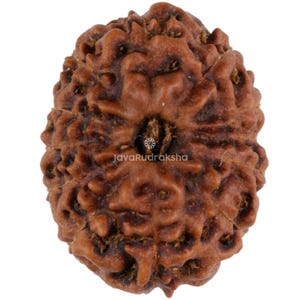 May include: A brown, intricately patterned Rudraksha bead with a small hole in the centre. The bead has a natural, earthy texture and is a popular item in Hinduism.