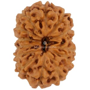 Rudraksha de 13 Mukhi, 17,03 mm, Conta Java | Grau A Médio | Autêntica, Natural, Sagrada, para Cura