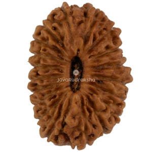 May include: A brown, oval-shaped Rudraksha bead with a textured surface. The bead has a central groove and a small, floral design near the bottom. The text "JavaRudraksha" is visible.
