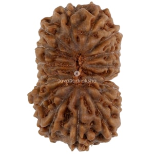 Può includere: Primo piano di una perlina Rudraksha marrone e strutturata. La perlina ha un aspetto naturale e organico con una superficie a coste. L'immagine è ben illuminata, evidenziando gli intricati dettagli della perlina. La perlina è un prodotto naturale.