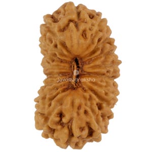 Op de afbeelding: Een close-up van een bruine, getextureerde Rudraksha-kraal. De kraal heeft een natuurlijk, organisch uiterlijk met ribbels en een centraal gat. De tekst "JavaRudraksha" is zichtbaar.