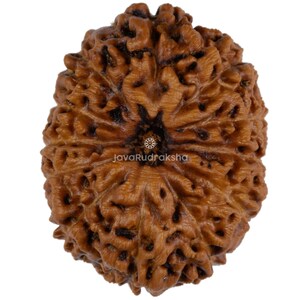Peut inclure: Un grain de Rudraksha rond et brun avec un motif en étoile à cinq branches. Le grain a une surface naturelle et texturée.