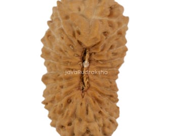 Rudraksha 20 Mukhi 14,92 mm Perla di Giava / Grado A Piccola / Autentica Naturale Sacra Guarigione
