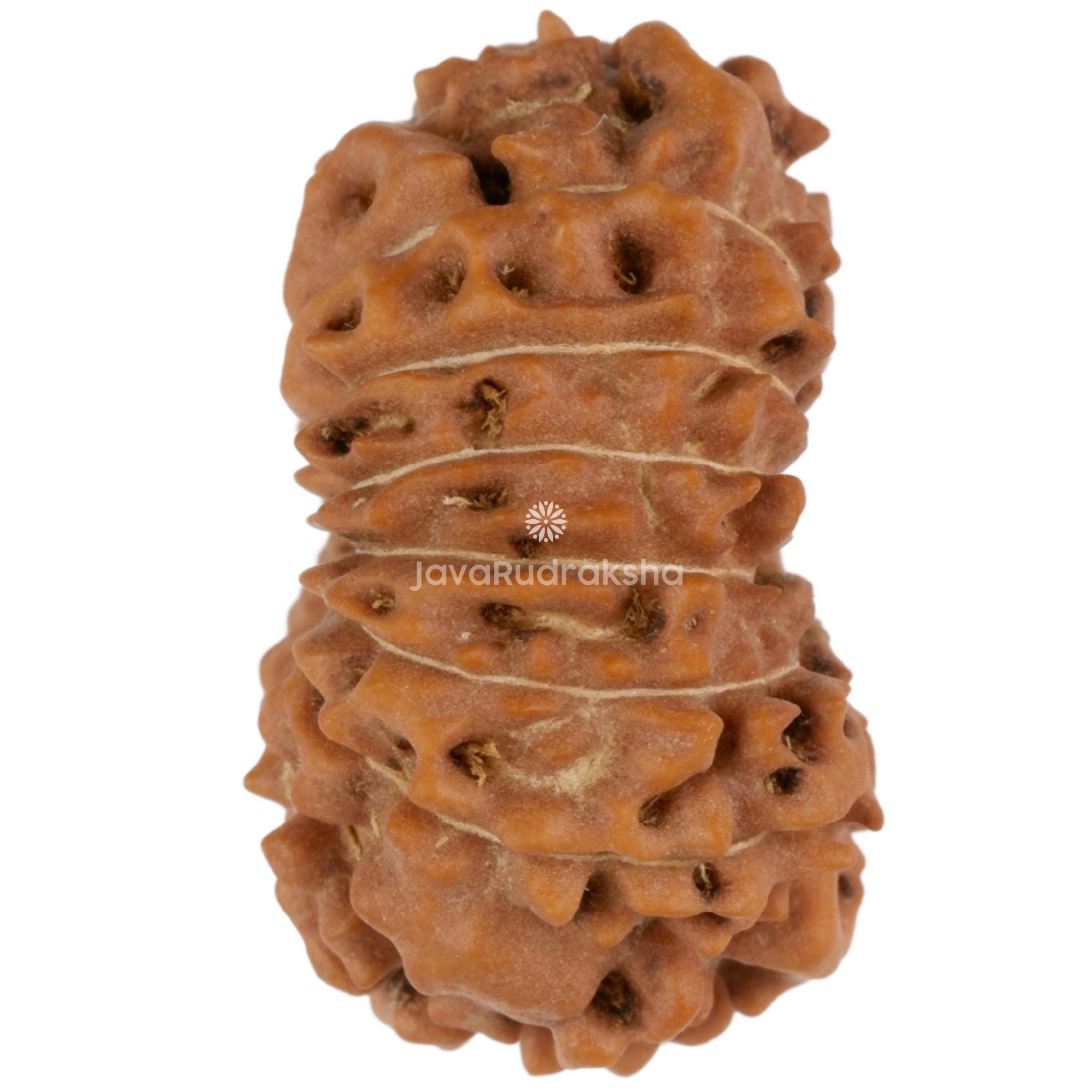 ミワちゃん　ルドラクシャマーラー　オール2ムキ 16面ルドラクシャ 22.31mm ジャワビーズ | グレードAコレクター | 本物