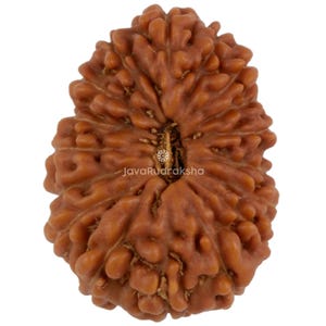 Può includere: Primo piano di un seme di Rudraksha marrone con una superficie strutturata. Il seme ha un aspetto naturale e organico con un motivo unico. Il testo "JavaRudraksha" è visibile sul seme.