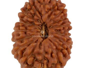 17 Mukhi Rudraksha 19.30 mm Java Bead | Grade A Large | Genuine Natural Sacred Healing