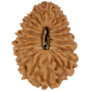 21 Mukhi Rudraksha 13.85 mm Java Bead | Grade A Small | Genuine Natural Sacred Healing