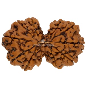 以下が含まれることがあります： 茶色で質感のあるルドラークシャビーズ。自然で有機的な外観です。ビーズはユニークな形状と複雑な表面のディテールを持ち、中央にロゴが見えます。全体的な美しさは素朴でスピリチュアルです。