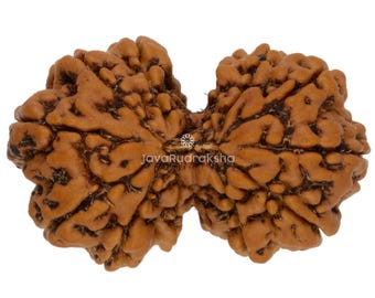 Gauri Shankar 13 Mukhi Rudraksha 31,30 mm Java Bead / Grado A Super Collector / Autentica guarigione sacra naturale