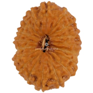 Può includere: Primo piano di una perlina Rudraksha marrone e strutturata. La perlina ha un aspetto naturale e organico con creste e un foro centrale. Il testo "JavaRudraksha" è visibile sulla perlina.