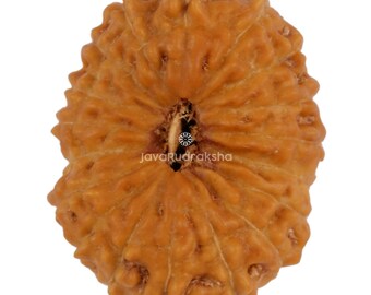 18 Mukhi Rudraksha 19.61 mm Java Bead | Grade A Large | Genuine Natural Sacred Healing