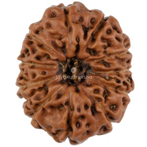 May include: A brown, round Rudraksha bead with a natural, textured surface and a central hole. The bead has a distinctive, intricate pattern of ridges and grooves.