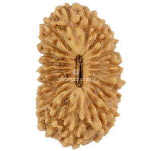 Rudraksha de 21 caras, 17,49 mm, cuenta de Java / Grado A, tamaño mediano / Auténtica sanación sagrada natural