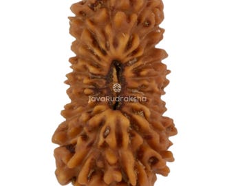 Rudraksha de 20 caras, 13,43 mm, cuenta de Java / Grado A, pequeña / Auténtica sanación sagrada natural