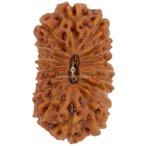 Può includere: Primo piano di una perla Rudraksha marrone con una superficie strutturata. La perla ha un aspetto naturale e organico con una scanalatura centrale e lobi multipli. Il testo "JavaRudraksha" è stampato sulla perla.