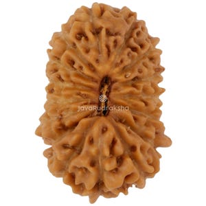 Peut inclure: Gros plan sur une perle de Rudraksha brune et texturée. La perle a un aspect naturel et organique avec une surface nervurée. Le texte "JavaRudraksha" est imprimé sur la perle. La perle est un produit naturel.