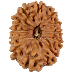 May include: A brown, oval-shaped Rudraksha bead with a hole in the center. The bead has a textured surface with many small bumps and ridges.
