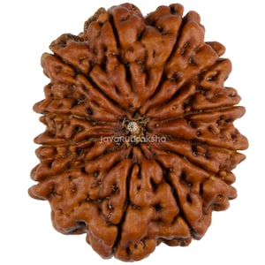 以下が含まれることがあります： 隆起した筋と溝の独特なパターンを持つ、丸くて茶色のルドラクシャビーズ。ビーズは中心点と放射状の線を持ち、花に似ています。