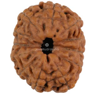 Puede incluir: Una cuenta de rudraksha marrón con un solo agujero en el centro. La cuenta tiene una superficie texturizada y es un artículo popular en el hinduismo.