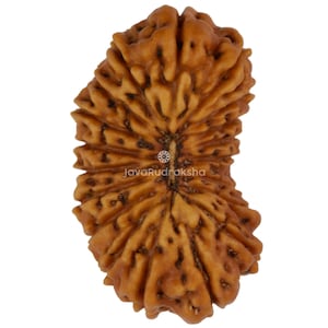 19 Mukhi Rudraksha 19.70 mm Java Bead | Grade A Large | Genuine Natural Sacred Healing