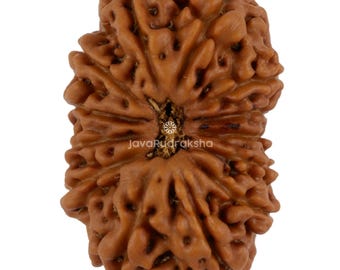 13 Mukhi Rudraksha 23.10 mm Java Bead | Grade A Collector | Genuine Natural Sacred Healing
