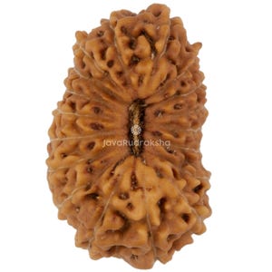 Può includere: Primo piano di una perla di Rudraksha marrone e strutturata. La perla ha un aspetto naturale e organico con una superficie a coste e piccole macchie scure. Il testo "JavaRudraksha" è visibile.