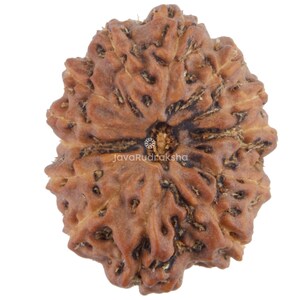 Puede incluir: Una cuenta de Rudraksha marrón, con un patrón intrincado y un agujero central. La cuenta tiene un aspecto natural y terroso y es un artículo popular en el hinduismo.