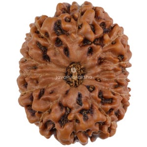 Puede incluir: Un grano de Rudraksha marrón, redondo, de 5 caras, con una superficie natural texturizada. El grano tiene un pequeño centro marrón oscuro.
