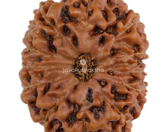 Grado A / 12 Mukhi Rudraksha 22,88 mm di grandi dimensioni / Giava Indonesia Perlina naturale originale autentica sciolta non forata