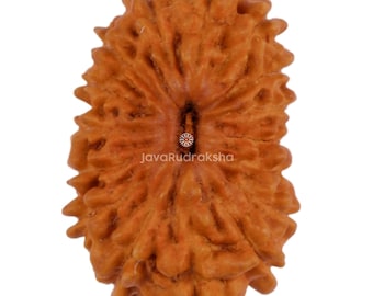 16 Mukhi Rudraksha 15,35 mm Java Bead / Grado A Medio / Guarigione Sacra Naturale Autentica