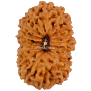 16 Mukhi Rudraksha 15,20 mm Java Perle | Güteklasse A Mittel | Echte Natürliche Heilige Heilung