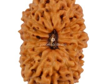 16 Mukhi Rudraksha 15,20 mm Perline di Giava / Grado A Medio / Guarigione Sacra Naturale Autentica