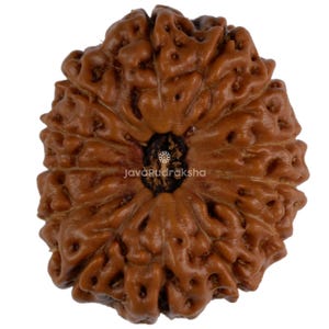 以下が含まれることがあります： 10面を持つ茶色のルドラクシャビーズ。ダス・ムキ・ルドラクシャとしても知られています。ビーズは濃い茶色のセンターを持ち、滑らかで質感のある表面をしています。