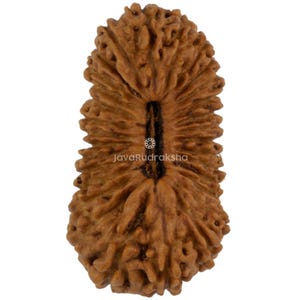 May include: A brown Rudraksha bead with a textured surface and a central groove. The bead has an organic, irregular shape. The text "JavaRudraksha" is visible at the bottom of the bead. The bead's colour is a warm, earthy brown.