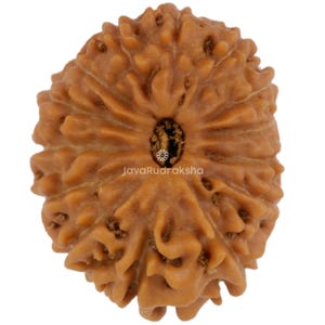 14 Mukhi Rudraksha 18.10 mm Java Bead | Grade A Medium | Genuine Natural Sacred Healing