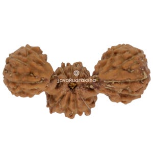 Trijuti Rudraksha 16.82 mm Java Bead | Grade A Medium | Rare Genuine Natural Sacred Healing