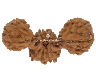 Trijuti Rudraksha 16.82 mm Java Bead | Grade A Medium | Rare Genuine Natural Sacred Healing
