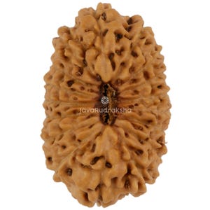 Può includere: Primo piano di un seme di Rudraksha marrone con una superficie strutturata. Il seme ha un aspetto naturale e organico con una scanalatura centrale e un motivo di creste e fessure. Il testo "JavaRudraksha" è visibile.
