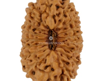 17 Mukhi Rudraksha 21,02 mm Java Bead / Grado A Grande / Autentica guarigione sacra naturale