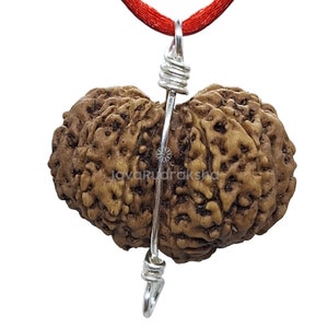 Grade A | Gauri Shankar 11 Mukhi Rudraksha 23.59 mm Large Size in 925 Sterling Silver Wire | Java Indonesia Original Authentic Natural Bead