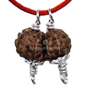 Grade A | Gauri Shankar 13 Mukhi Rudraksha 14.76 mm Small Size in 925 Sterling Silver Caps | Java Indonesia Original Authentic Natural Bead