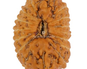16 Mukhi Rudraksha 15,41 mm Perline di Giava / Grado A Medio / Guarigione Sacra Naturale Autentica