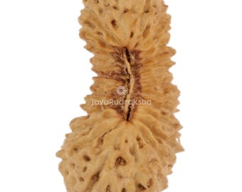 Rudraksha de 27 caras, 16,01 mm, cuenta de Java / Grado A, tamaño mediano / Auténtica sanación sagrada natural