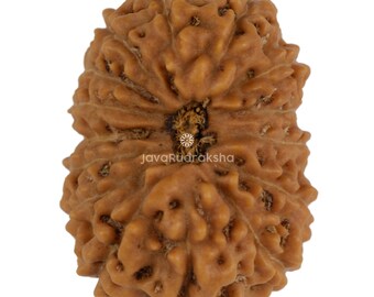 15 Mukhi Rudraksha 20.31 mm Java Bead | Grade A Large | Genuine Natural Sacred Healing