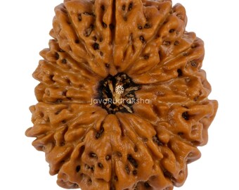 15 Mukhi Rudraksha 22,80 mm Perline di Giava / Grado A da collezione / Autentica guarigione sacra naturale